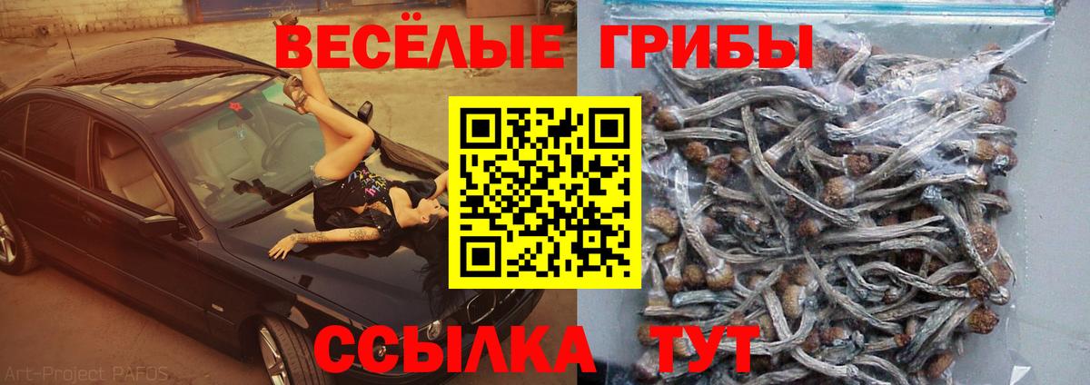 Псилоцибиновые грибы Psilocybine cubensis Зеленогорск