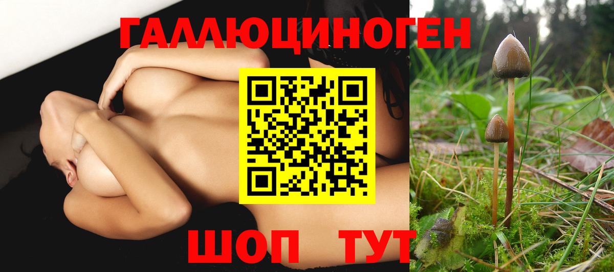 Зеленогорск  Галлюциногенные грибы Psilocybine cubensis  Псилоцибиновые грибы MAGIC MUSHROOMS  Вход с VPN 